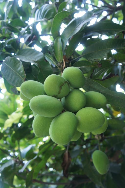 Cashew Nut Village Bophut Zewnętrze zdjęcie