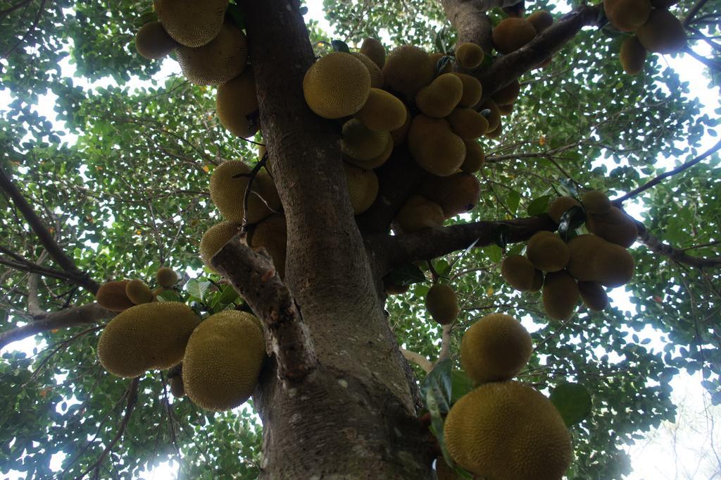 Cashew Nut Village Bophut Zewnętrze zdjęcie
